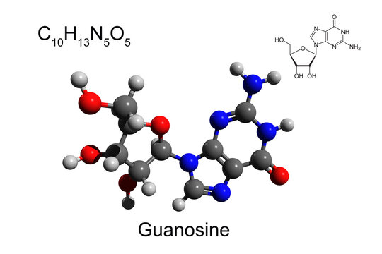 Chemical formula, skeletal formula, and 3D ball-and-stick model of nucleoside guanosine, white background