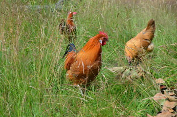 chicken and rooster in grass