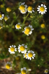Fototapeta premium daisies in the garden