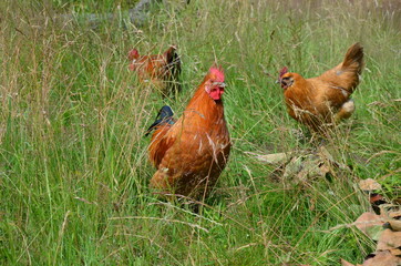 chicken and rooster in grass