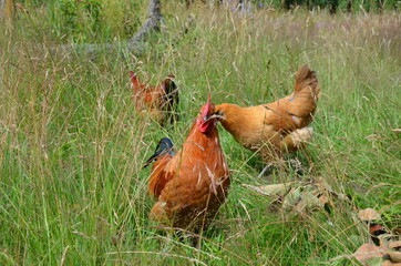 chicken and rooster in grass