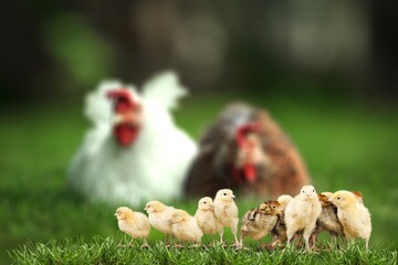 Hen.