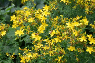 yellow flowers in the garden attracting bees