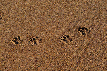 Dog tracks in the sand