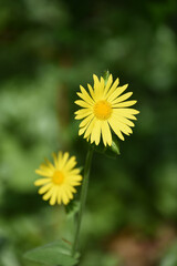 Flowering Yellow Leopard's Bane Flower Blossom Blooming