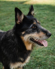 Obraz na płótnie Canvas german shepherd dog