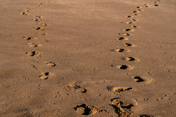 Fototapeta na wymiar Footprints on the beach that are becoming separated
