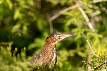 Juvenile little green heron bird Butorides virescens hiding in a tree