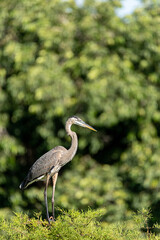 Young great blue heron Ardea herodias bird perching on a tree