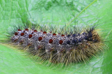 Schwammspinner, Raupe, Nachtfalter