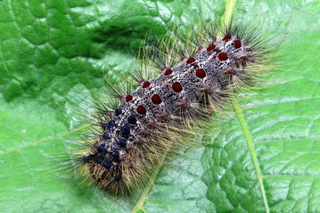 Schwammspinner, Raupe