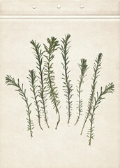 Pressed and dried herbs. Scanned image. Vintage herbarium background on old paper. Composition of the grass on a cardboard.	
