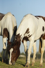 Obraz premium Cavalos