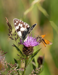 marbled white and skipper butterfly on a flower