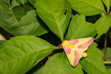 Rosy Maple Moth (Dryocampa rubicunda)