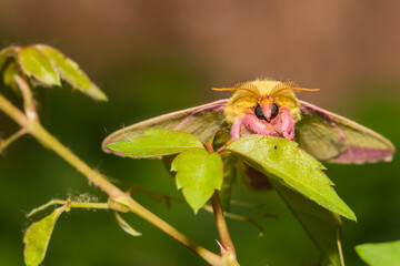Rosy Maple Moth (Dryocampa rubicunda)