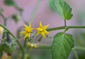 Close up of cherry tomato flowers, and unripe cherry tomatoes on vine in a home vegetable garden. 