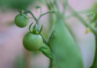 Close up of unripe green cherry tomato's on vine in a home vegetable garden. 