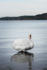 Obraz na płótnie Canvas white swan on the lake