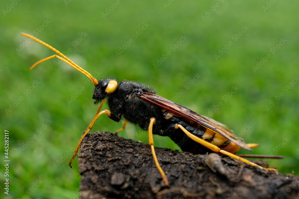 Poster Closeup image of Urocerus Gigas insect with yellow legs standing on the stone