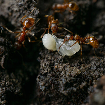 Closeup image of brown Lasius flavus ants carrying white food on the stone
