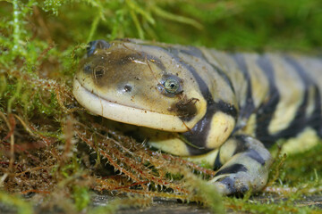 Closeup shot of a barred tiger salamander on green moss