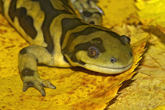 Closeup shot of barred tiger salamander, Ambystoma mavortium
