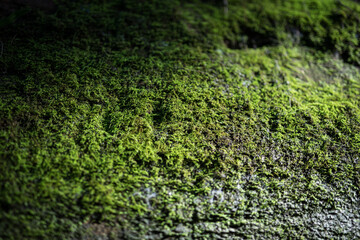 Mossy rock
