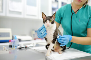Veterinarian examines a cat of a disabled Cornish Rex breed in a veterinary clinic. The cat has...