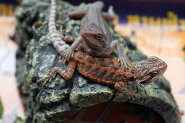 bearded dragon on ground with blur background