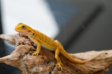 bearded dragon on ground with blur background