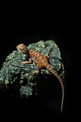 bearded dragon on ground with blur background