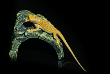bearded dragon on ground with blur background