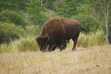 bison bull grazing