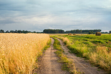 Country sandy road leading to the forest along the golden wheat field on a summer day at sunset. Rural landscape. Agriculture