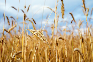 Fototapeta premium Golden wheat field against the blue sky on a summer sunny day, soft selective focus. Agriculture