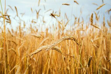 Golden wheat field against the blue sky on a summer sunny day, soft selective focus. Agriculture