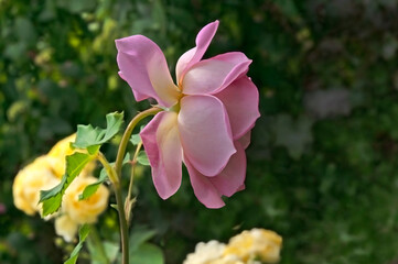 Fototapeta premium One bright beautiful pink rose close-up against a background of green leaves in a flower garden