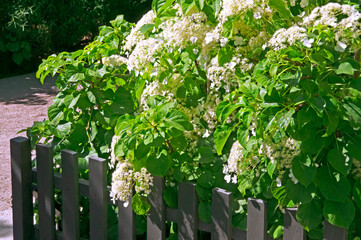 Beautiful bushes with white flowers of hydrangea paniculata (Hydrangea paniculata) on a background of green leaves and a gray wooden fence