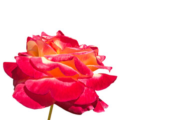 One beautiful red yellow rose ("Love, peace") close-up on a white isolated background with place for text