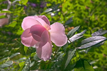 One bright beautiful pink rose close-up against a background of green leaves in a flower garden on a sunny day
