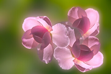 Fototapeta na wymiar Bright beautiful pink roses close-up on a colored abstract blurred background