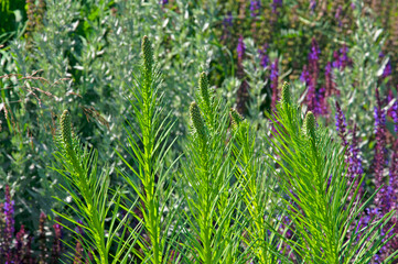 Bright beautiful ornamental grasses and spikelets and flowers of sage in the city park