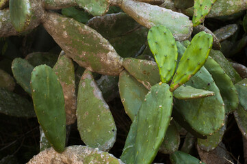 lose up of many cactus on a beach.