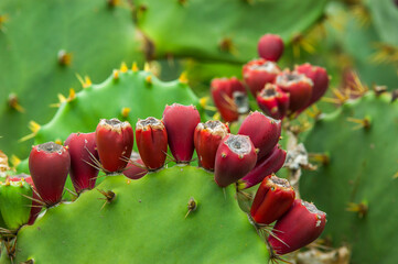 Cactus with fruits