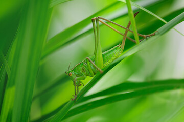 キリギリスの終齢幼虫の雌