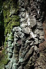 grobe Borke einer alten Hänge-Birke (Betula pendula)
