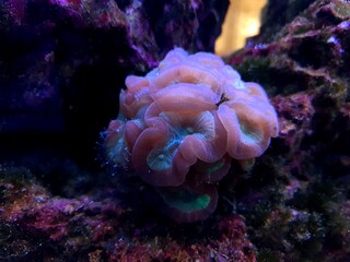 Fototapeta na wymiar Candy cane LPS coral - caulastrea furcata