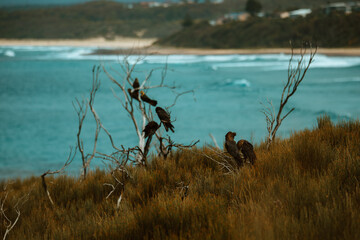 Glossy Black Cockatoo sitting in a tree