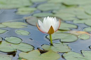 Water lily in bloom